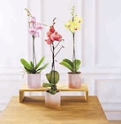 Orchidée 1 tige xl en promo chez Super U Montpellier à 10,99 €