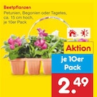 Netto Marken-Discount Schörghof - Beetpflanzen Angebot im Prospekt Beetpflanzen bei Netto Marken-Discount im Schörghof Prospekt für 2,49 €