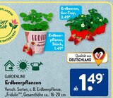 Erdbeerpflanzen im Angebot bei ALDI SÜD in Frankfurt Erdbeerpflanzen Angebote von GARDENLINE bei ALDI SÜD Frankfurt für 1,49 €