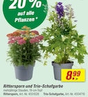 Rittersporn und Trio-Schafgarbe im Angebot bei toom Baumarkt in Cottbus Rittersporn und Trio-Schafgarbe Angebote bei toom Baumarkt Cottbus für 8,99 €
