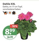 Dahlie XXL von  im aktuellen V-Markt Prospekt für 8,99 €