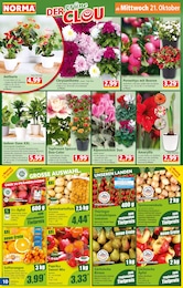 Saftorangen Angebot & Preis im aktuellen Norma Prospekt Saftorangen Angebot im aktuellen Norma Prospekt auf Seite 10