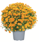 Chrysanthemenbusch einfarbig im aktuellen Prospekt bei toom Baumarkt in Frankenthal