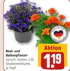 Beet- und Balkonpflanze Angebote bei REWE Bornheim für 1,19 €