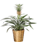 Ananas en pot céramique dans le catalogue Lidl