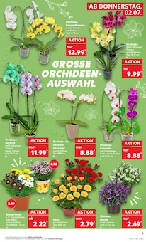 Blumen im Kaufland Prospekt "Hier bin ich richtig" mit 75 Seiten (Dortmund)