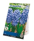 Hyazinthen für 1,99 € bei Netto mit dem Scottie im Angebot Hyazinthen im aktuellen Netto mit dem Scottie Prospekt