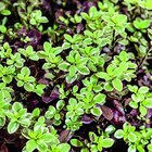 Pittosporum tenuifolium Bannow Bay en pot de 7,5 L - BOTANIC® - Botanic Pittosporum tenuifolium Bannow Bay en pot de 7,5 L - BOTANIC® à 35,49 € dans le catalogue Botanic