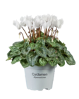 Mini cyclamen - Lidl à Aulnay-sous-Bois Mini cyclamen en promo chez Lidl Aulnay-sous-Bois à 1,99 €