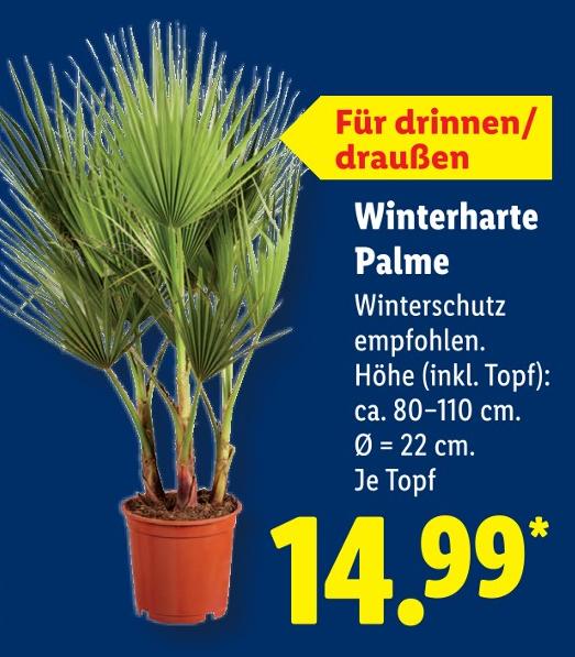 Winterharte Palme