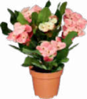 Aktuelle Blumen Angebote bei Netto Marken-Discount in Bremen Aktuelles Christusdorn Angebot bei Netto Marken-Discount in Bremen ab 4,99 €