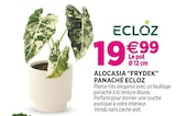 Alocasia "Frydek" Panaché ECLOZ - ECLOZ en promo chez Delbard Alocasia "Frydek" Panaché ECLOZ - ECLOZ dans le catalogue Delbard