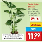 Große Grünpflanze Angebote bei Netto Marken-Discount Neustadt für 11,99 €