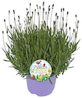 Lavendel im aktuellen REWE Prospekt