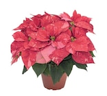 Petite étoile de Noël couleur en promo chez Lidl Lyon à 3,99 €