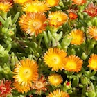 BOTANIC®-Pourpier vivace variété Wow orange wonder. Le pot de 2 L en promo chez Botanic BOTANIC®-Pourpier vivace variété Wow orange wonder. Le pot de 2 L dans le catalogue Botanic