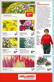 Aktueller Hellweg Prospekt mit Blumen, "Die Profi-Baumärkte", Seite 24