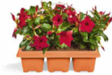 Dipladenia im Netto Marken-Discount Prospekt Dipladenia im aktuellen Netto Marken-Discount Prospekt für 9,99 €