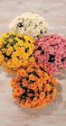 U Express Torcy-le-Grand - Promo Chrysanthème Promo Chrysanthème à 13,98 € dans le catalogue U Express à Torcy-le-Grand