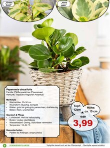 Pflanzen im Garten-Center Nordharz GmbH & Co. KG Prospekt "Grüne Mitbewohner" mit 24 Seiten (Hannover)