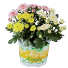 Chrysanthème multifleur - Lidl à Chatou Chrysanthème multifleur en promo chez Lidl Chatou à 1,49 €
