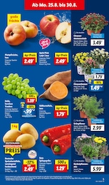 Gartenbepflanzung im Lidl Prospekt "LIDL LOHNT SICH" auf Seite 5
