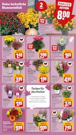 Ähnliche Fächerblume Angebote im Prospekt "Dein Markt" von REWE Ähnliches Angebot bei REWE in Prospekt "Dein Markt" gefunden auf Seite 5