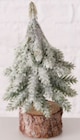 Aktuelle Weihnachtsbaum Angebote bei ROLLER in Bremen Aktuelles Weihnachtsbaum Angebot bei ROLLER in Bremen ab 3,49 €