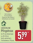 Pfingstrose von GARDENLINE für 5,99 € bei ALDI Nord im Angebot Pfingstrose von GARDENLINE im aktuellen ALDI Nord Prospekt