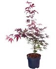 Ahorn von GARDENLINE im aktuellen ALDI SÜD Prospekt für 3,79 €