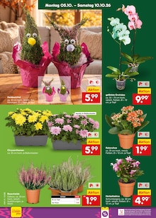 Zimmerpflanzen im aktuellen Netto Marken-Discount Prospekt (Düsseldorf) Zimmerpflanzen im Netto Marken-Discount Prospekt "Aktuelle Angebote" mit 70 Seiten (Düsseldorf)