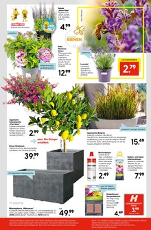 Blumentopf im Hellweg Prospekt "Die Profi-Baumärkte" mit 24 Seiten (Potsdam)