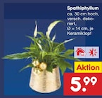 Aktuelles Spathiphyllum Angebot bei Netto Marken-Discount in Bochum ab 5,99 €