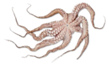 Pulpo im Flower Style im Angebot bei Kaufland in Paderborn Pulpo im Flower Style Angebote bei Kaufland Paderborn für 2,69 €