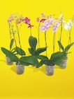 Phalaenopsis 2 tiges pot 12 cm en promo chez Netto Angers à 8,99 €