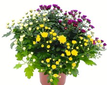 Chrysanthemen bei Jawoll in Witten Chrysanthemen im Angebot bei Jawoll Witten für 1,75 €