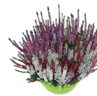 Calluna vulgaris âBeauty Ladiesâ-Schalen im Hagebaumarkt Prospekt Calluna vulgaris âBeauty Ladiesâ-Schalen von im aktuellen Hagebaumarkt Prospekt fĂŒr 8,99 âŹ