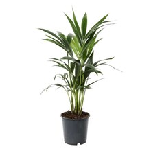 Kentia:H 80 cm pot D19 cm à Truffaut dans Paris Kentia:H 80 cm pot D19 cm à Truffaut dans Paris