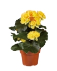 Begonia en promo chez Lidl Villeneuve-d'Ascq à 4,59 €
