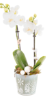 Phalaenopsis ‘Kolibri’ 2 tiges - Création Truffaut en promo chez Truffaut Aubervilliers à 23,49 €