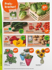 Blumen Angebot im tegut Prospekt, gültig von 14.07.2025 bis 19.07.2025 Blumen Angebot im aktuellen tegut Prospekt auf Seite 4