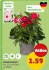 Aktuelle Blumen Angebote bei Penny in Jena Aktuelles Zimmervinca Angebot bei Penny in Jena ab 1,59 €