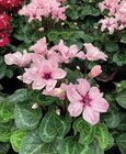 Aktuelle Alpenveilchen Angebote bei Raiffeisenmarkt in Bremen Aktuelles Großblütiges Alpenveilchen „Illusia“ und „Fantasia“ Angebot bei Raiffeisenmarkt in Bremen ab 5,99 €