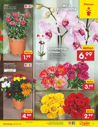Netto Marken-Discount Pflanzen im Prospekt Netto Marken-Discount Pflanzen im Prospekt