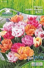 Kiebitzmarkt Winsen - Gefüllte Tulpe Double Mischung Angebot im Prospekt Gefüllte Tulpe Double Mischung bei Kiebitzmarkt im Winsen Prospekt für 5,99 €