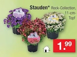 Stauden Rock-Collection für 1,99 € bei Zimmermann im Angebot Stauden Rock-Collection im aktuellen Zimmermann Prospekt