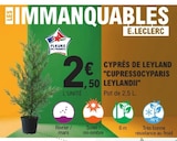 Cyprès de Leyland 'Cupressocyparis Leylandii' en promo chez E.Leclerc Créteil à 2,50 €
