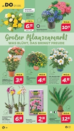 Deko-Blumen Angebote im Prospekt "Günstig. Besser. Für Dich." von Netto mit dem Scottie auf Seite 28