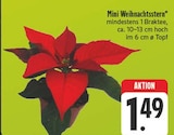 Mini Weihnachtsstern bei EDEKA im Prospekt "" für 1,49 €