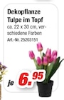Aktuelle Tulpen Angebote bei Möbel AS in Mannheim Aktuelles Dekopflanze Tulpe im Topf Angebot bei Möbel AS in Mannheim ab 6,95 €